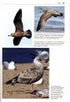 Gulls of the World, Klaus Malling Olsen. A Photographic Guide